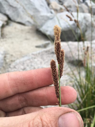 Carex congdonii, photographed by Martin Purdy
