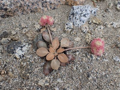 Eriogonum lobbii, photographed by Martin Purdy