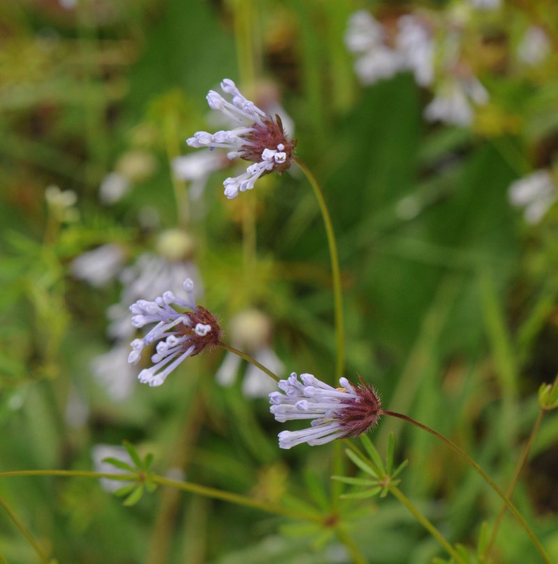 Asperula orientalis, photographed by Todd Boland