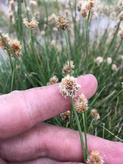 Carex vernacula, photographed by Martin Purdy