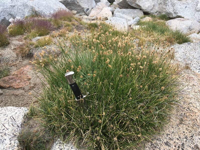 Carex vernacula, photographed by Martin Purdy