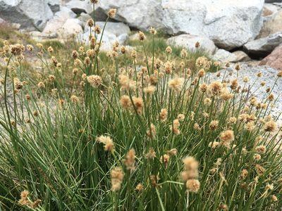 Carex vernacula, photographed by Martin Purdy