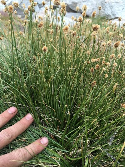 Carex vernacula, photographed by Martin Purdy