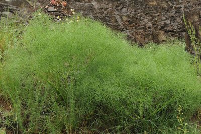 Prangos ferulacea, photographed by Todd Boland