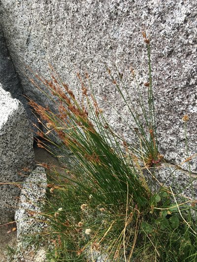 Juncus drummondii, photographed by Martin Purdy