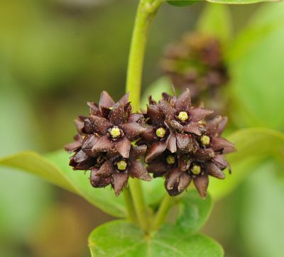 Vincetoxicum funebre, photographed by Todd Boland