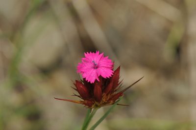 Dianthus capitatus, photographed by Todd Boland