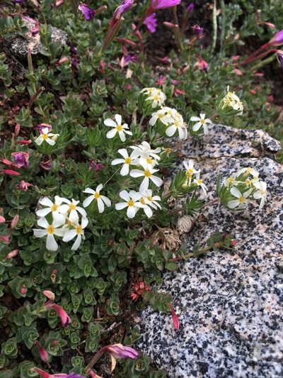 Leptosiphon pachyphyllus, photographed by Martin Purdy