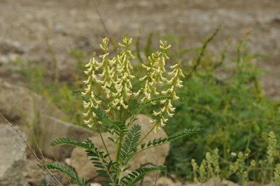 Astragalus galegiformis, photographed by Todd Boland