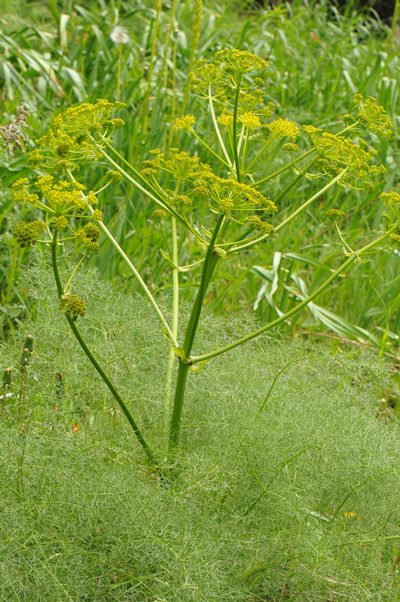 Prangos ferulacea, photographed by Todd Boland
