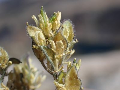 Draba lemmonii, photographed by Martin Purdy