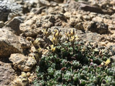 Draba lemmonii, photographed by Martin Purdy