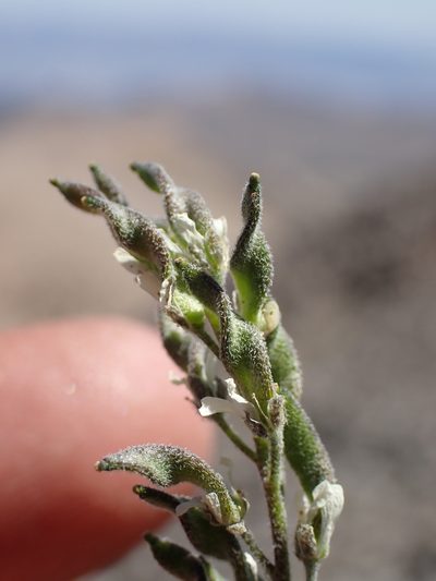 Draba breweri, photographed by Martin Purdy