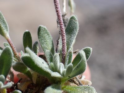 Draba breweri, photographed by Martin Purdy
