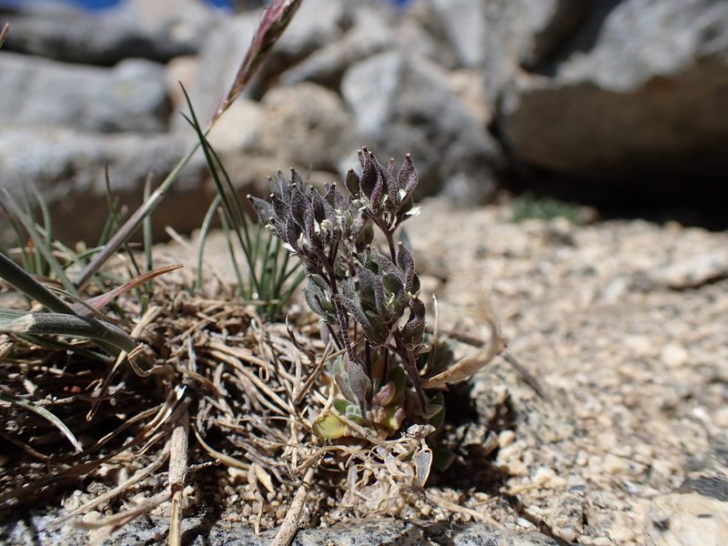 Draba breweri, photographed by Martin Purdy