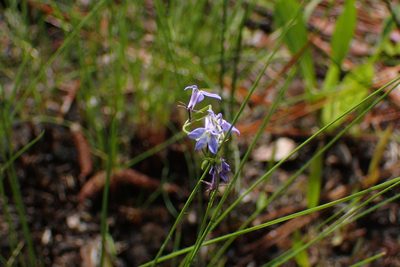 Lobelia nuttallii, photographed by Austin Pursley