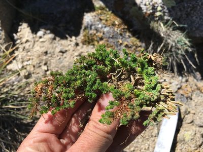 Selaginella watsonii, photographed by Martin Purdy