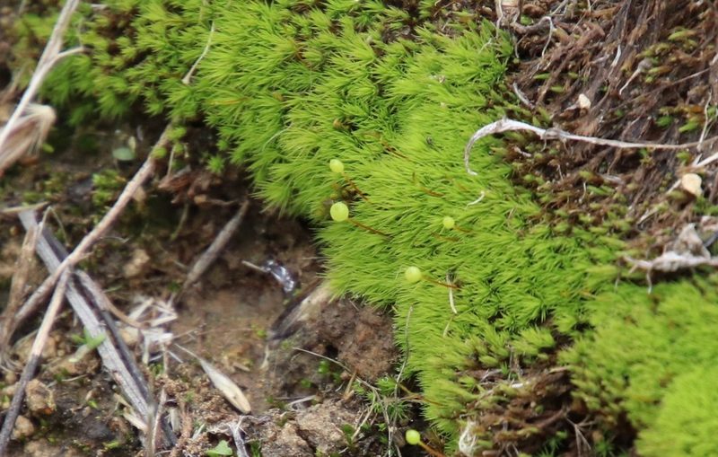 Bartramia aprica, photographed by Millie Basden
