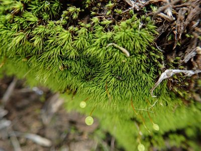 Bartramia aprica, photographed by Millie Basden