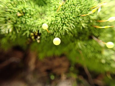 Bartramia aprica, photographed by Millie Basden