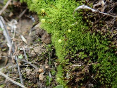 Bartramia aprica, photographed by Millie Basden