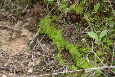 Bartramia aprica, photographed by Millie Basden