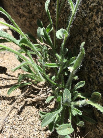 Oreocarya nubigena, photographed by Martin Purdy