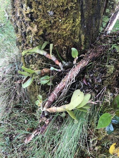 Epidendrum odontospathum, photographed by Jared Shorma