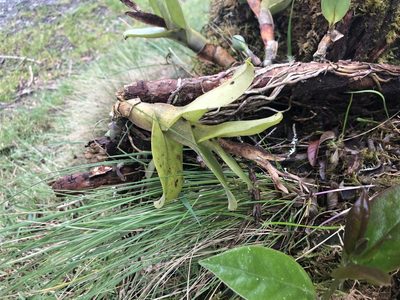 Epidendrum odontospathum, photographed by Jared Shorma