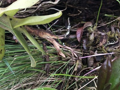Epidendrum odontospathum, photographed by Jared Shorma