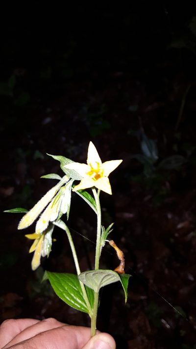 Lithospermum flavum, photographed by Eugenio Padilla