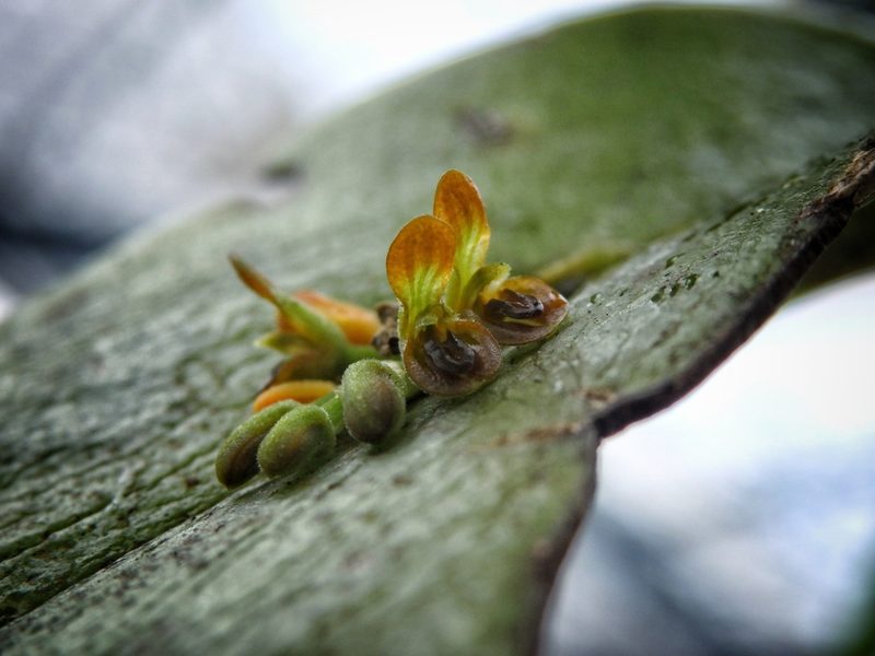Acianthera circumplexa, photographed by Victor De la Cruz