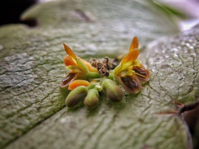 Acianthera circumplexa, photographed by Victor De la Cruz