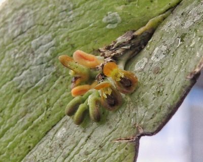 Acianthera circumplexa, photographed by Victor De la Cruz