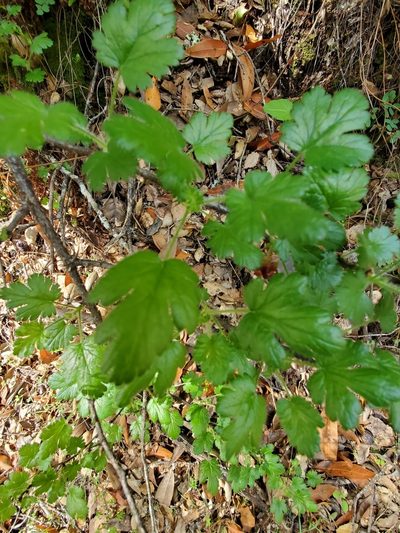 Ribes sericeum, photographed by Trevor Harding