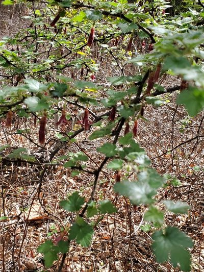 Ribes sericeum, photographed by Trevor Harding