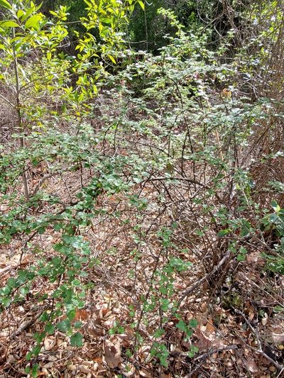 Ribes sericeum, photographed by Trevor Harding