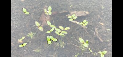 Gratiola amphiantha, photographed by Noah Yawn