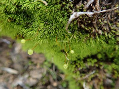 Bartramia aprica, photographed by Millie Basden
