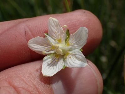 Parnassia parviflora, photographed by Martin Purdy