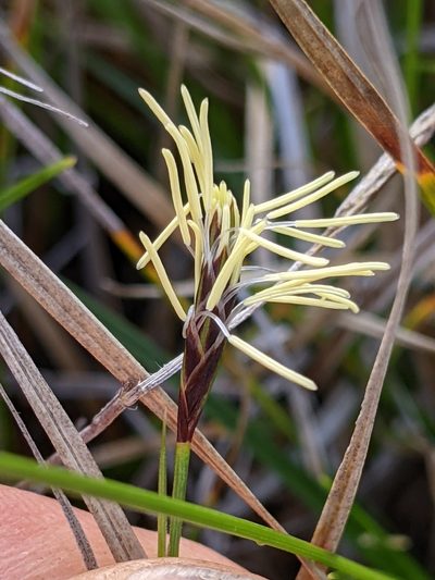 Carex globosa, photographed by Ken-ichi Ueda