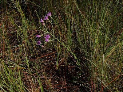 Carphephorus tomentosus, photographed by Austin Pursley