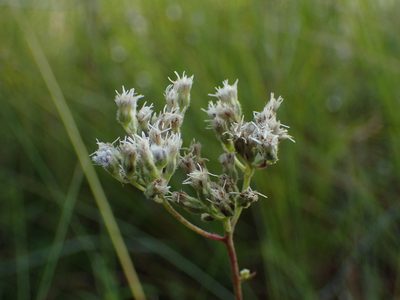 Eupatorium pilosum, photographed by Austin Pursley