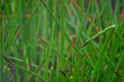 Eleocharis sphacelata, photographed by Stephen Thorpe