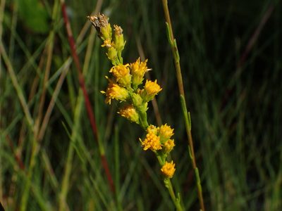 Solidago virgata, photographed by Austin Pursley