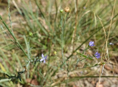 Linum marginale, photographed by yatesy