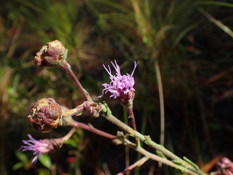 Carphephorus tomentosus, photographed by Austin Pursley
