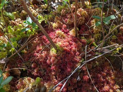 Sphagnum molle, photographed by Austin Pursley
