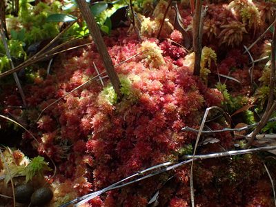 Sphagnum molle, photographed by Austin Pursley