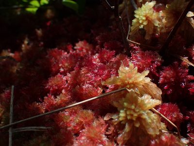Sphagnum molle, photographed by Austin Pursley
